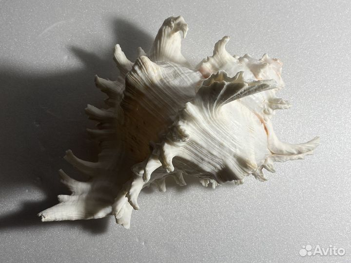 Большая морская раковина