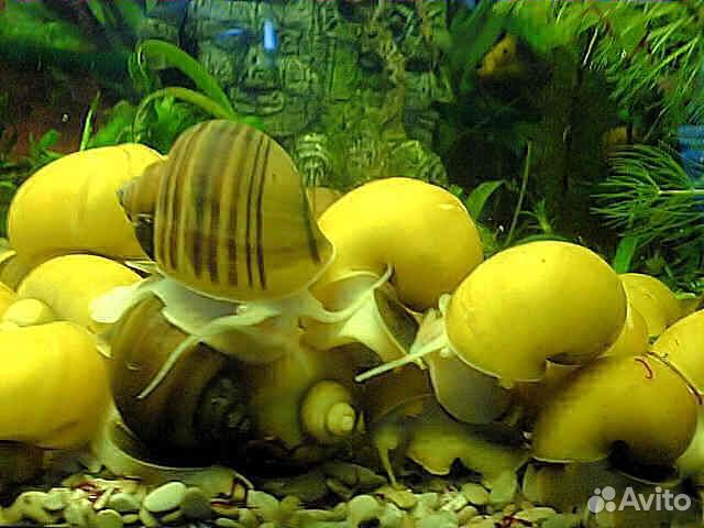 Улитки аквариумные ампулярии, Мелании