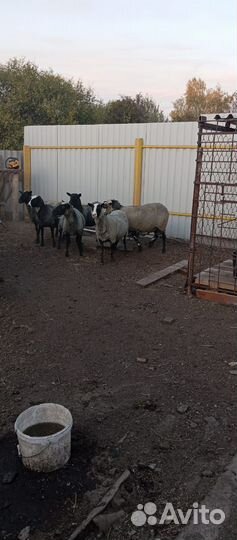 Продам барана