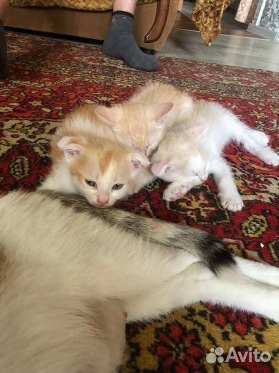 Котята в добрые руки вислоухие