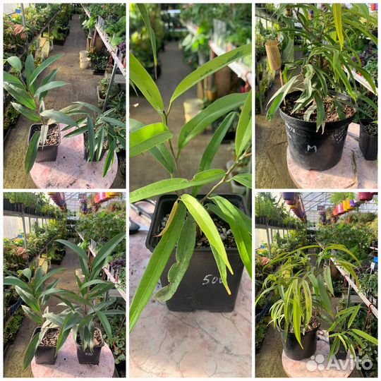 Фикус альтиссимо, бенжамина, пумила из питомника р