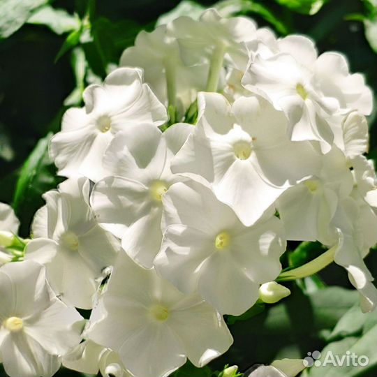 Флокс метельчатый белый