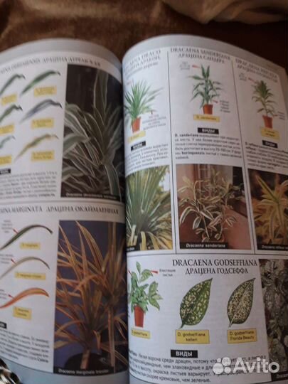 Все о комнатных растениях