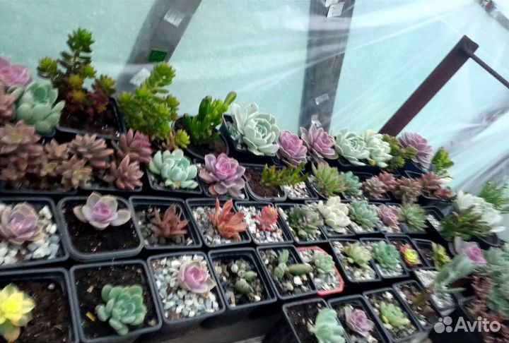 Редкие суккуленты