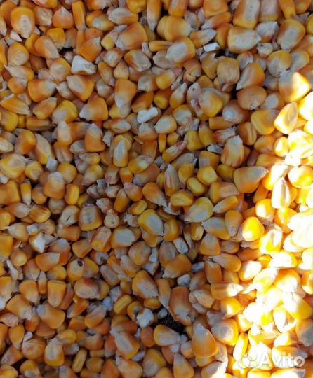 Кормовая кукуруза, Ячмень яровой на корм/посев