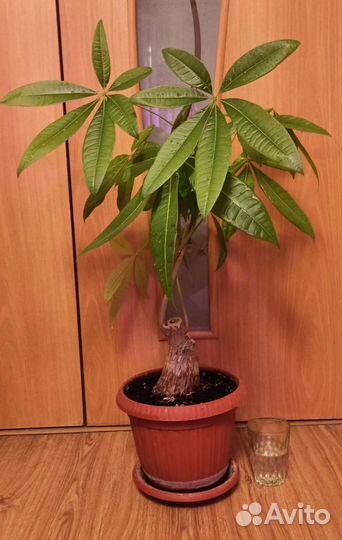 Пахира акватика