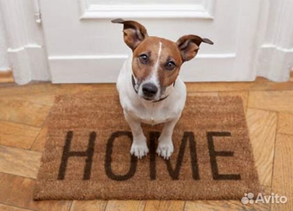 Домашняя передержка собак гостиница для животных