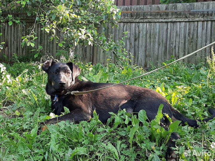 Невероятный Космос ищет дом