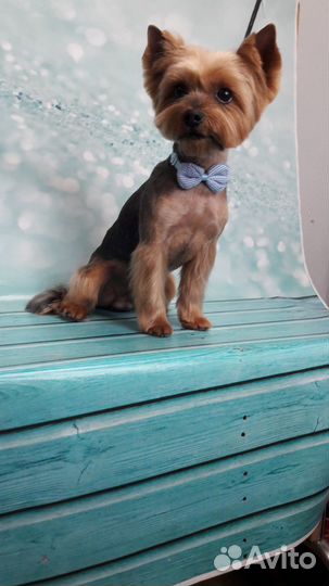 Грумер (стрижка, гигиена животных)