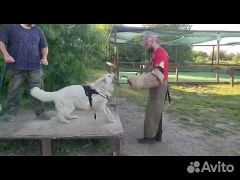 Белая швейцарская овчарка (бшо) вязка объявление продам