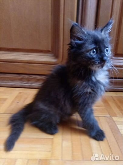 Черный котенок девочка