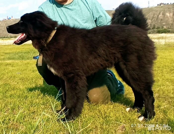 Щенки породы Монгол Банхар