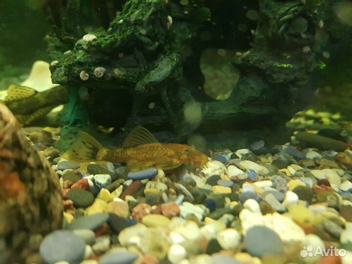 Сомики-анцистры