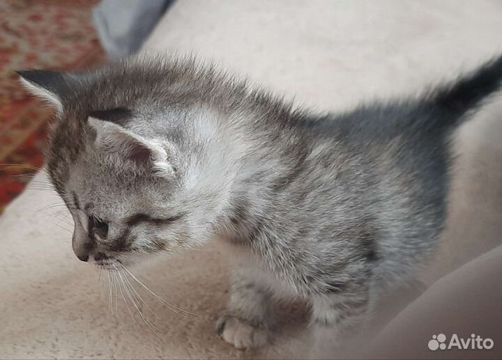 Котята в дар