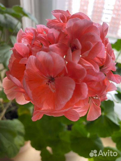 Пеларгонии