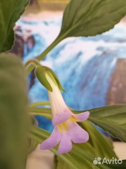 Комнатные растения / Хирита