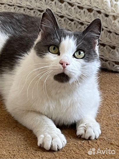 Марфушечка-душечка в поисках семьи