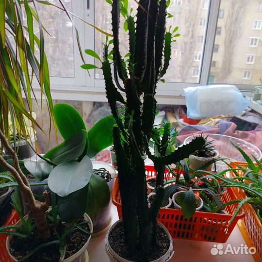 Сансевиерия