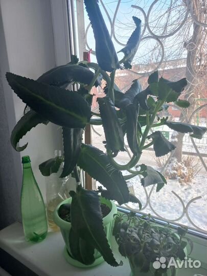 Каланхоэ лечебное