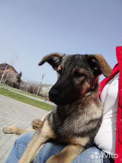 Бесплатно щенок