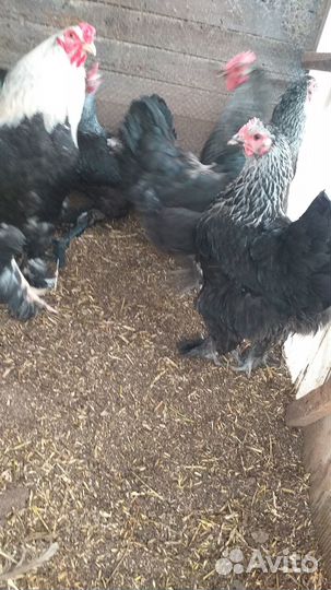 Инкубационное яйцо кур брама