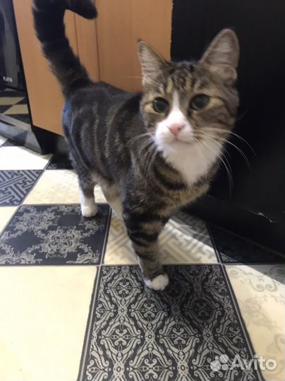 Двор-терьер