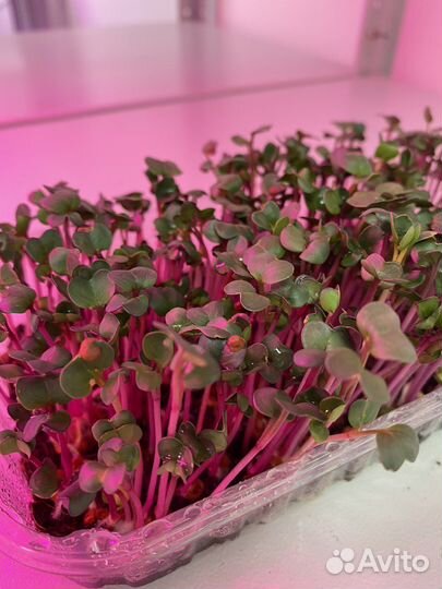 Микрозелень