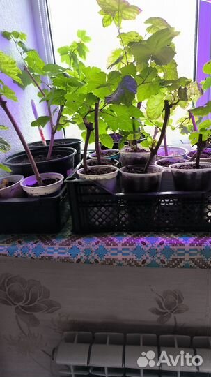 Черенки винограда