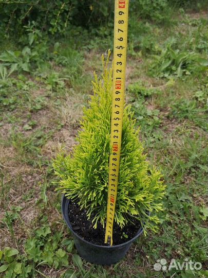 Туя западная Смарагд Голд. Хвойные растения