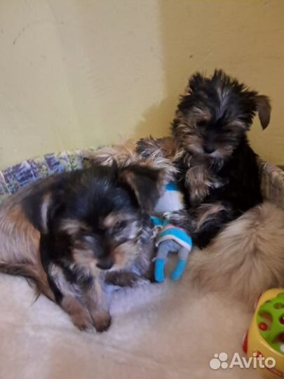 Йоркширский терьер щенки смесь