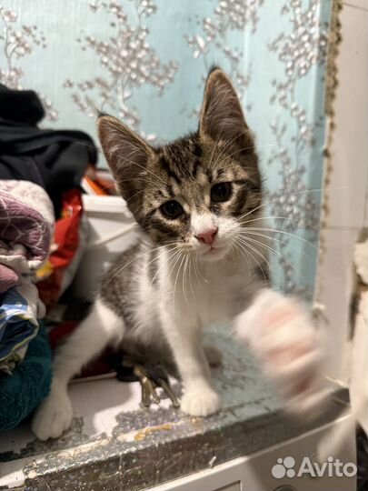 Котенок мальчик