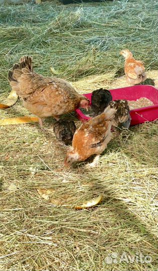 Семья Алтайских бентамок