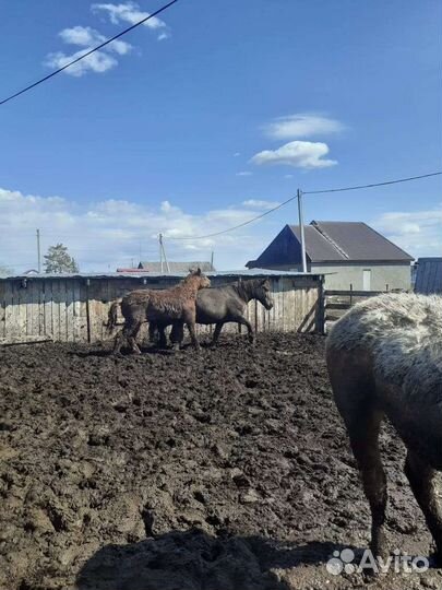 Жеребята годовалые, крупные на откорме 3 месяца