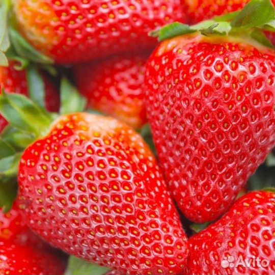 Клубника саженцы