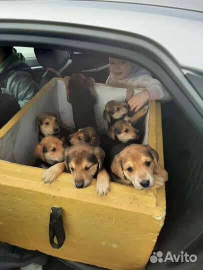 Продаются щенки рг от рабочих родителей