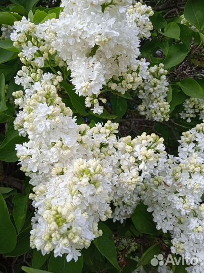 Саженцы сирени