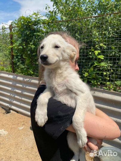 Отдам в добрые руки