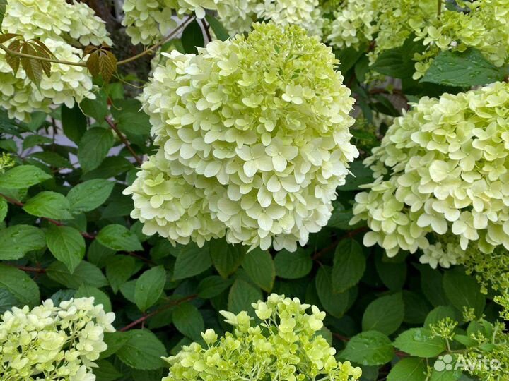 Гортензия метельчатая черенки
