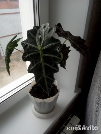 Бенджамина