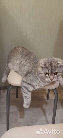 Шотландский кот вязка