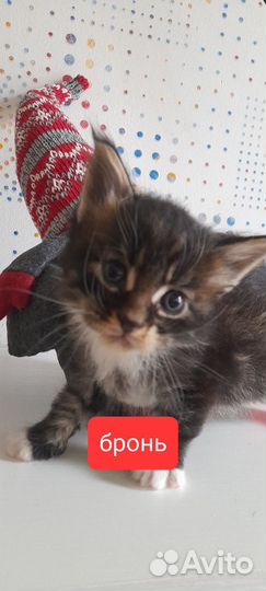 Котята мейн-кун