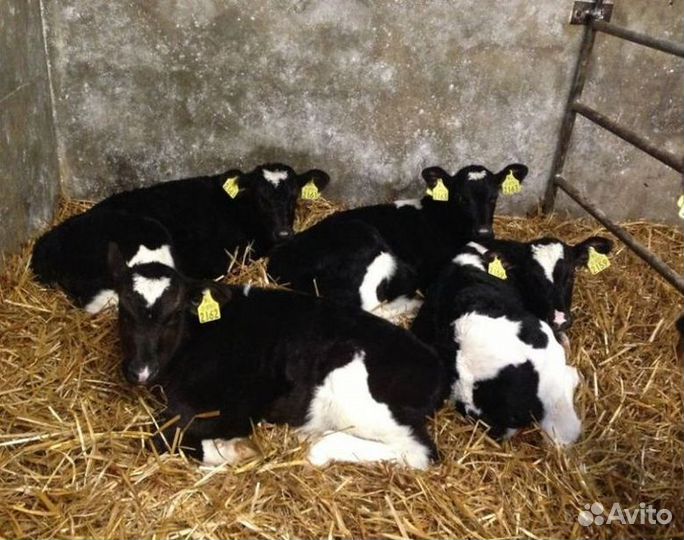Телята бычки