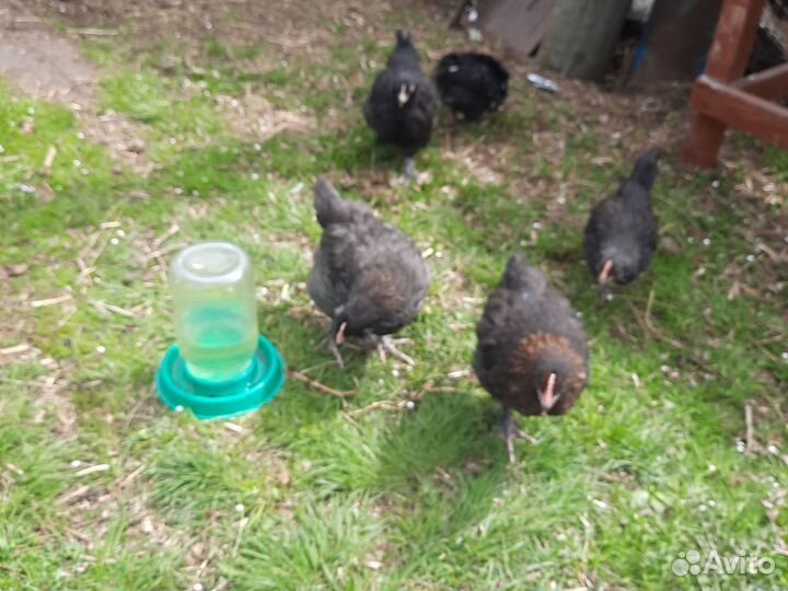 Петушки месячные.Амераукан,Лакендази, Ухейилюй