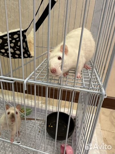 Крысы с клеткой