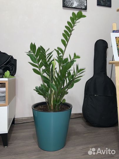 Комнатное растение Замиокулькас