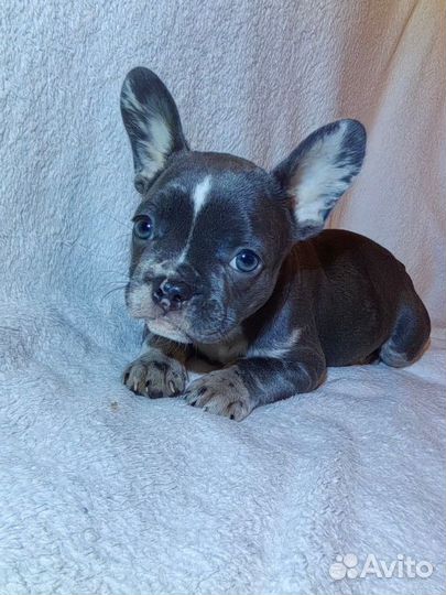 Французский бульдог