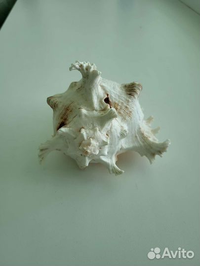 Большая морская раковина