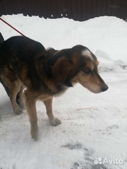 Собака в добрые руки