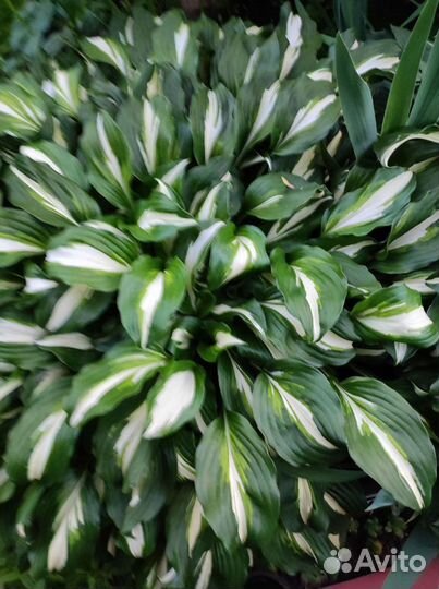 Хоста и примулы