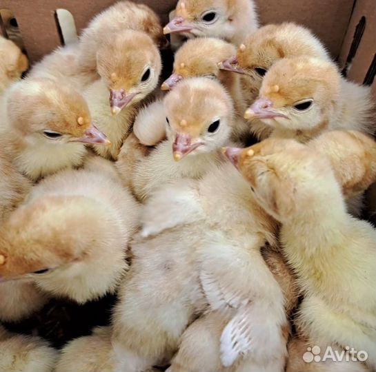 Виктория широкогрудая